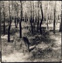 Lith Print 1