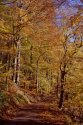Warm Autumn Afternoon
