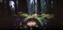 Forest Floor