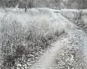 Gravel Road and Grasses