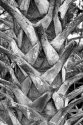 Palm