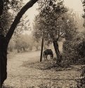 Vanishing breed