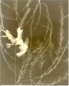 Asparagus-Lumen