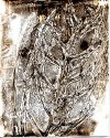 Asparagus-Chemigram