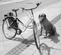 Waiting Dog #3