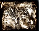 Pine Sprigs-01