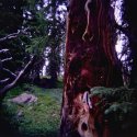Lost Lake Trunk