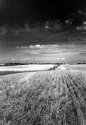 SE Washington Wheatfeild