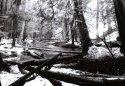 Ross Creek Cedars