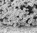 Montauk Daisies