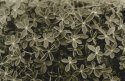 Little petals