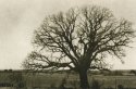 Roadside tree