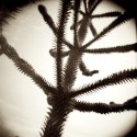 monkey tree #1