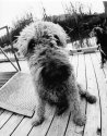 Buster