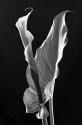 Calla and leaves