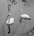 Swans