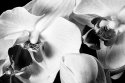 two blooms
