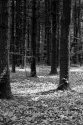 Autumn woods