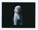 Maxie
