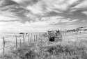 Cattle Squeeze