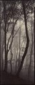 Misty Woods