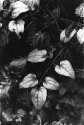 Leaves in soft light