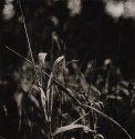 Grasses, Fomabrom
