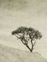 Mersea Island Tree
