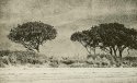 Mersea Island Trees