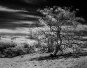 Eucalypt in Infrared
