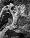 Chambvers Bay driftwood