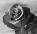 A Rose is a Rose is a Rose...