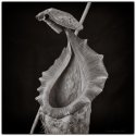 Nepenthes pitcher.
