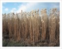 reedy marsh