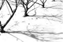 Winter shots