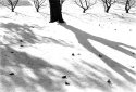 Winter shots