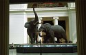 Elephants on Display
