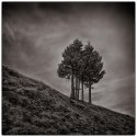Marys Peak #3