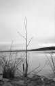 Tree-Study-Pontoon-Lake-10-2014-001