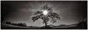 IR Tree Pano