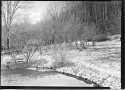 Pond -  Front yard