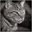 Potrait of a Feline