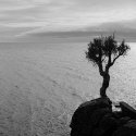 Little Spirit Cedar