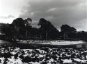 Of the trees and the snow
