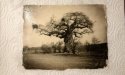 Baobab tree