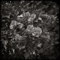 Camellias