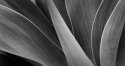 Agave.