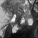 Up Tree