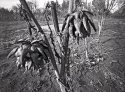 paul's farm no. 2 (artichokes)