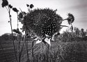 paul's farm no. 1 (sunflowers)